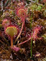 Drosera Rotundifolia Round Leaved Sundew Minnesota Wildflowers Sundew Plant Carnivorous Plants Unique Flowers