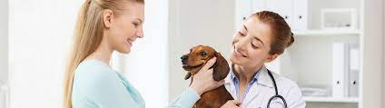 One of the highest rated pet clinics in tucson. Our Services In Tucson Az Vca Valley Animal Hospital And Emergency Center