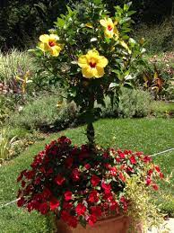 Hibiscus Standard Potted Plants Outdoor Large Garden Pots Flower Garden Plans