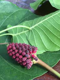 Image result for Hura crepitans