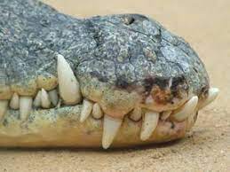 Reptiles Phyla Groupings