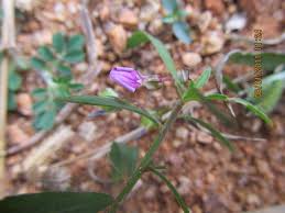 Image result for Afrohybanthus enneaspermus