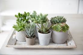 The larger the container, the more room they have to grow. Succulents Martha Stewart