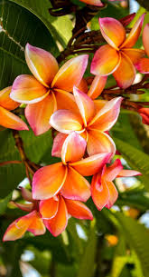 Pin On Flower