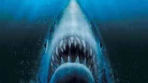 Shark meat is popular in australia, where it is known as flake. It Is True A 300 Kg Shark Was Captured Offshore Kribi