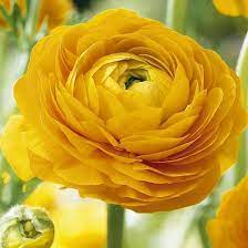 Pin On Ranunculus