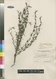 Image result for Conostomium natalense