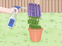 How to keep deer from your sunflower garden? How To Stop Deer From Eating Your Plants And Trees With Soap
