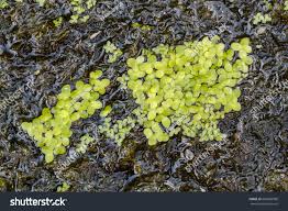 Image result for Lemna gibba