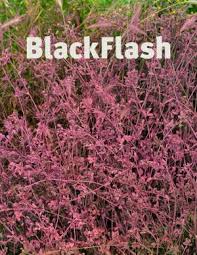 Agudelo en linkedin, la mayor red profesional del mundo. Jorge William Agudelo Muneton Blackflash Magazine