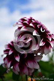 Pin On Flowers Gardens