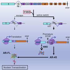 A Multifunctional Lna Oligonucleotide Based Strategy Blocks Ar Expression And Transactivation Activity In Pca Cells Molecular Therapy Nucleic Acids