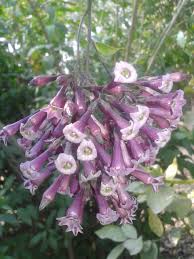 Image result for Cestrum × cultum