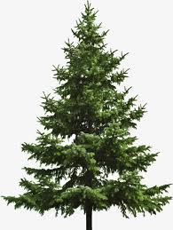 Flaticon, the largest database of free vector icons. Christmas Tree Png Transparent Background Pine Tree Png Transparent Png 5108670 Png Images On Pngarea