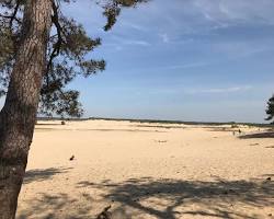 Afbeelding van Loonse en Drunense Duinen, Brabant
