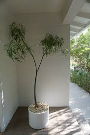 Image result for Brachychiton