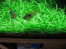 Image result for Ranalisma