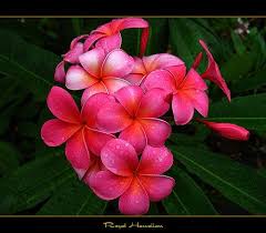Pin On Plumeria My Collection