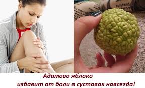как приготовить настойку из золотого уса для лечения суставов Recepty I Sposoby Prigotovleniya Nastoek Adamova Yabloka Pravila Primeneniya Dlya Lecheniya Bolnyh Sustavov