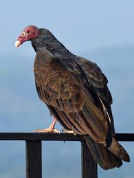 A turkey vulture, on the other hand, generally holds its wings in a dihedral position (shallow v shape). Today Is Turkey Vulture Day Meigs Point Nature Center