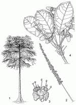 Image result for Terminalia superba