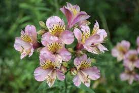 Pin On Diy Garden Tips