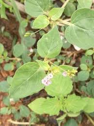 Image result for Boerhavia erecta