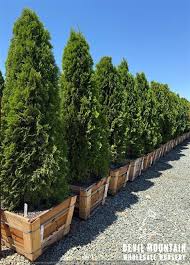 Image result for Grewia holtzii