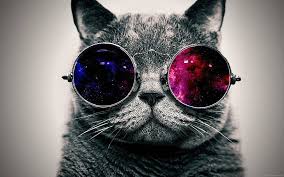 Vintage tura cat eye pink aluminum and 12k gold filled 50s eyeglasses frame. Sunglasses Cat 1080p 2k 4k 5k Hd Wallpapers Free Download Wallpaper Flare