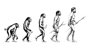 We see an image of the human evolution wich represent well antropology because we study the human evolution.