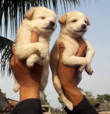 We did not find results for: Pune Dogs Market Home Facebook