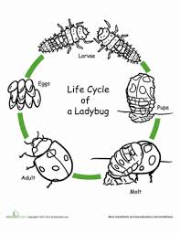 Color The Life Cycle Ladybug Worksheet Education Com Life Cycles Animal Life Cycles Ladybug Life Cycle