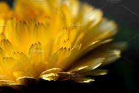 Macro Of Yellow Flower Petals 02 Flower Petals Yellow Flowers Dandelion Flower