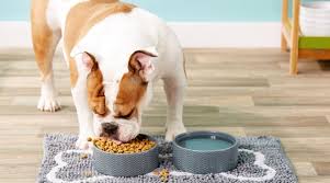 Commercial mats and rubber has always been a fan of our furry friends, and we are proud to offer a variety of dog bowl mats and pet door mats! Soggy Doggy Slopmat Review Is This Dog Bowl Mat Worth It Reviewed