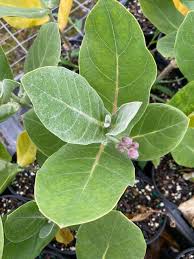 Image result for Calotropis gigantea
