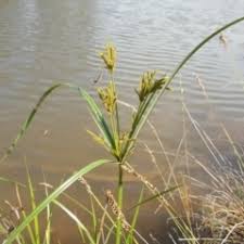 Image result for Cyperus exaltatus