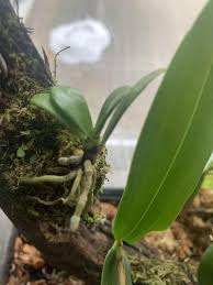 Image result for Aerangis ugandensis