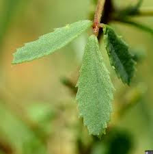 Image result for Trigonella anguina