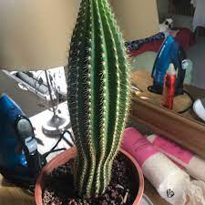 Trichocereus varieties are often sold as echinopsis. Trichocereus Grandiflorus Hybrid Trichocereus Grandiflorus Hybrid In Gardentags Plant Encyclopedia