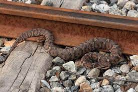 The Mamushi Or Japanese Pit Viper Gloydius Blomhoffii Is A Venomous Snake Found In China And Japan On The Korean Peninsula Th Snake Pit Viper Reptiles Pet