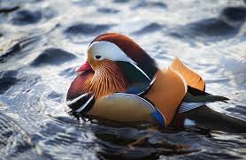 Mandarin ducks exhibit marked sexual dimorphism between males and females. Close Up Of Mandarin Duck Aix Photograph By Animal Images