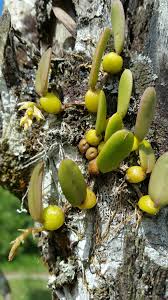 Image result for Bulbophyllum humblotii