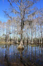 Buy cypress trees online with delivery right to your doorstep. Cypress Swamps Audubon Corkscrew Swamp Sanctuary