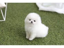 Overall, the pomeranian is a sturdy, healthy dog. Teacup Pomeranian Puppies Cuteanimals