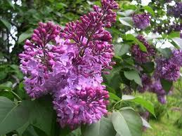 La viola è una pianta ideale per la fine dell'inverno e per l'autunno, periodi nei quali riesce ad esprimersi nel migliore dei modi facendo dei bellissimi fiori. Fiori Di Lilla Fiori Di Piante Lilla Fiori