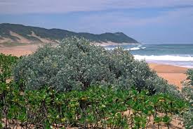 Image result for Sophora inhambanensis