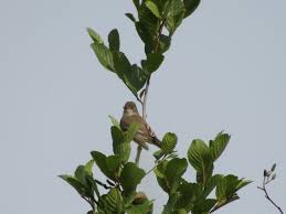 Image result for Lecaniodiscus fraxinifolius