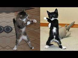 Baby Cats Cute And Funny Cat Videos Compilation 25 Just Cat Post Youtube Baby Cats Cute Cat Gif Funny Cats