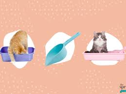 As long as you scoop and sift daily, wood pellet litter shouldn't need to be changed often. The Best Cat Litter Subscriptions Of 2021