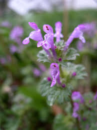 Another common weed with purple flowers is the purple dead nettle, aka red dead nettle. Purple Weed Quotes Quotesgram